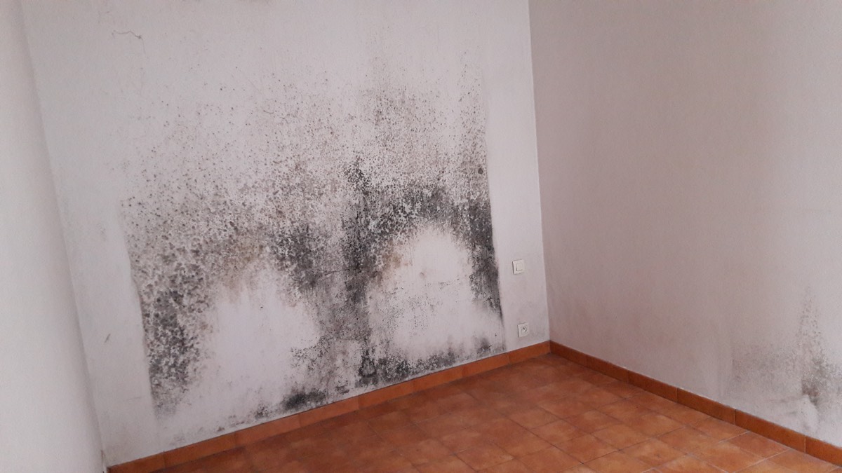 Moisissures - Expertise humidité à Dijon
